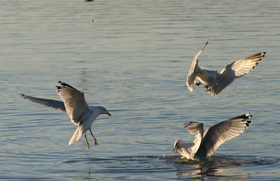 gulls on Lake Gaston