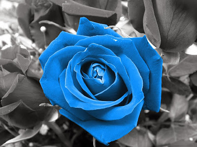 Blue-Rose-Wallpaper-background