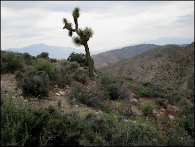 Joshuaa Tree National Park,Mouont San Jacinto,Mount San Gorgonio,Keys View,overcast