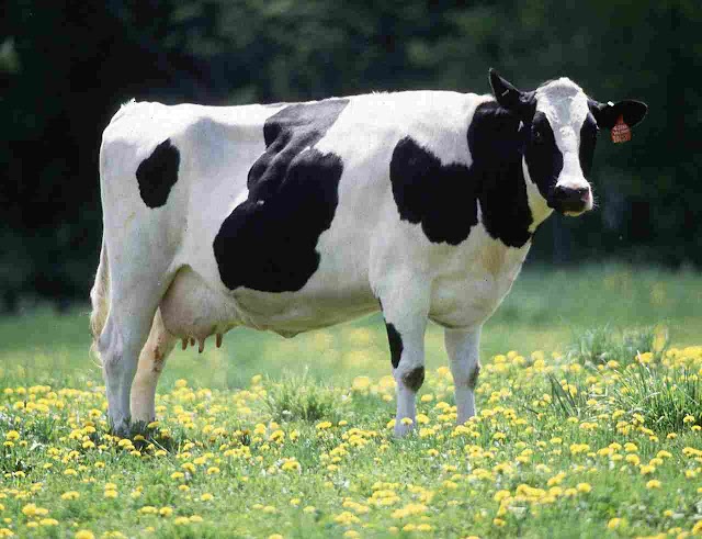 Write An Essay On Cow 