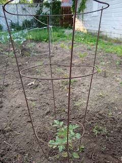 garden view: a tomato plant, towered over by its tomato cage