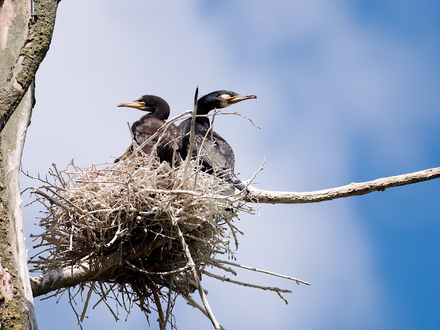 Altvogel und Jungvogel im Nest