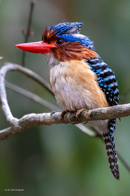 An Bui 2024 Dong Nai - Banded Kingfisher (Sả vằn) Male