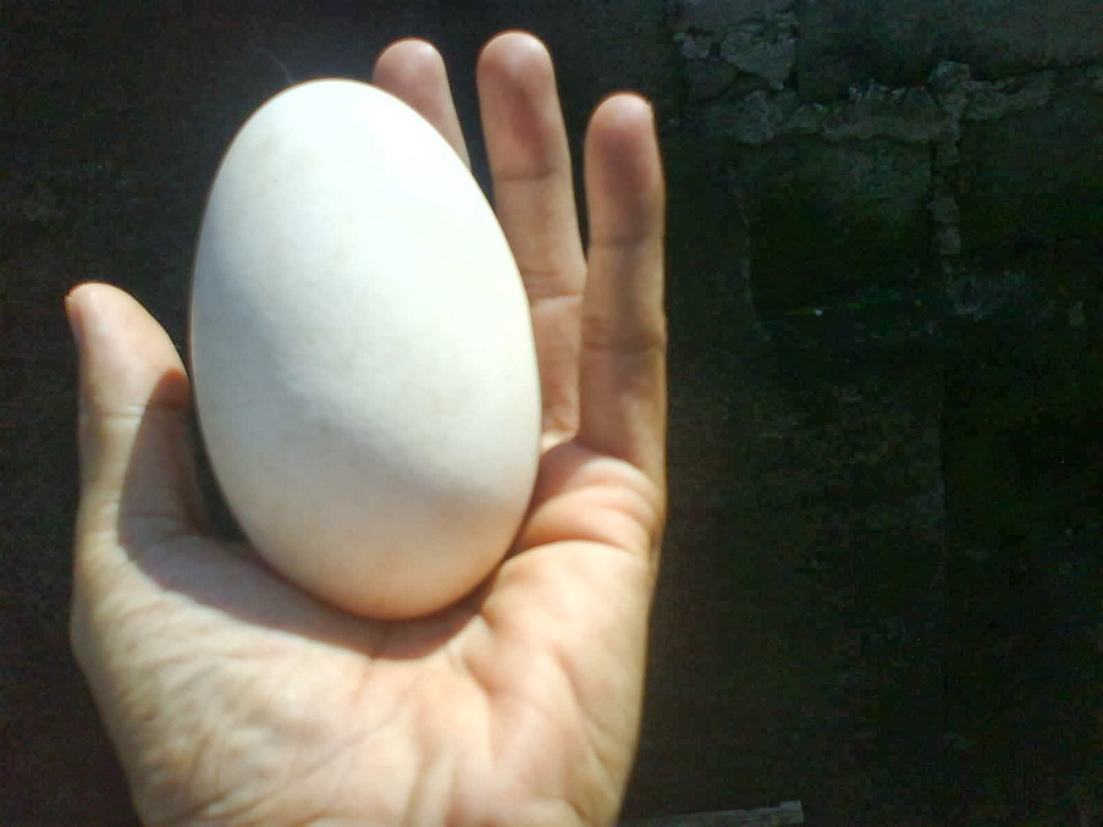Inilah! Telur Termahal di Indonesia, seharga 25ribu Rupiah per Butir
