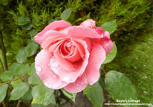 10 wonderful ways to be happy on a rainy day... Raindrops on a rose...