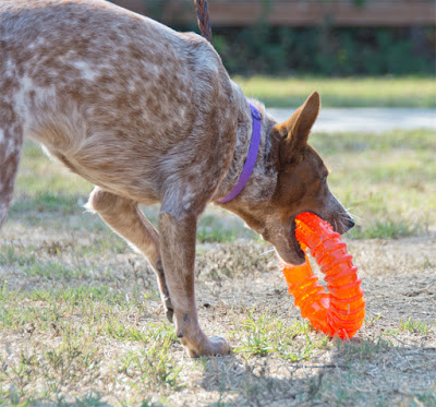 Bouncing rolling floating food toy for dogs