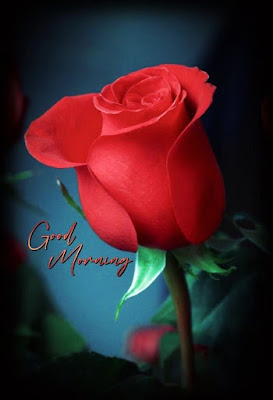 Good Morning Images Rose