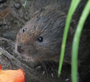 White Lion Meadow: when voles hide