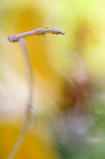 white tendrils with bokeh background