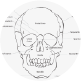 A diagram of the skull.