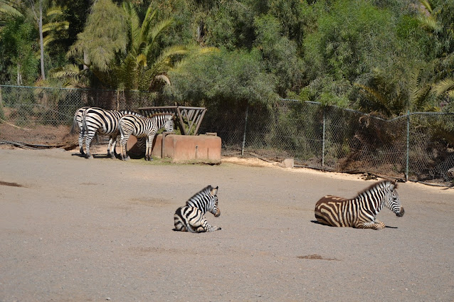 Fuerteventura -  Oasis Park