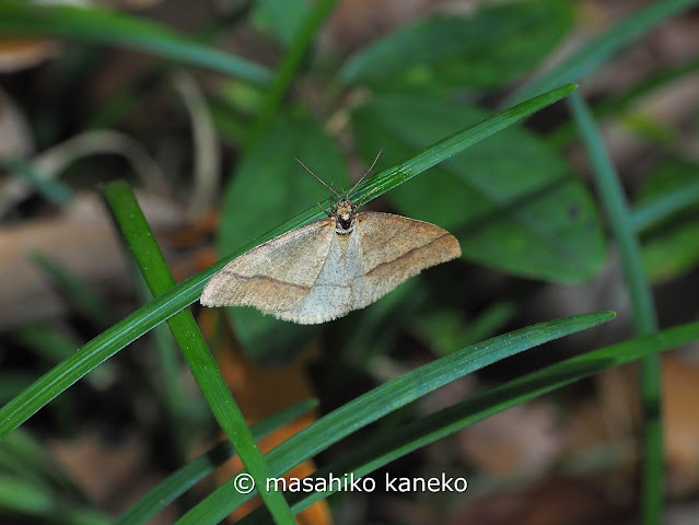 クロスジフユエダシャク♂