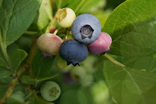 Heidelbeeren