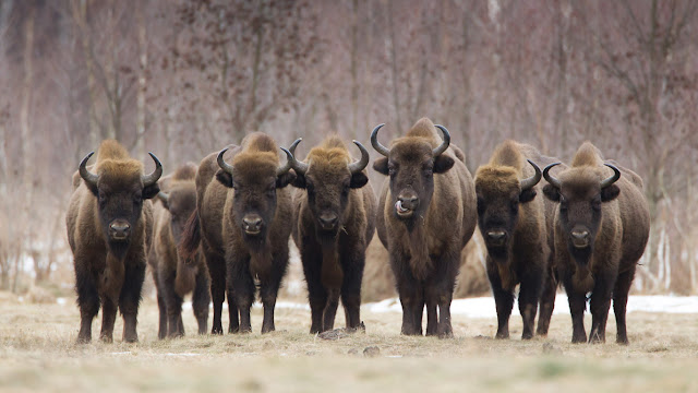 Manada Bisontes, Herd of bison, bison animal,