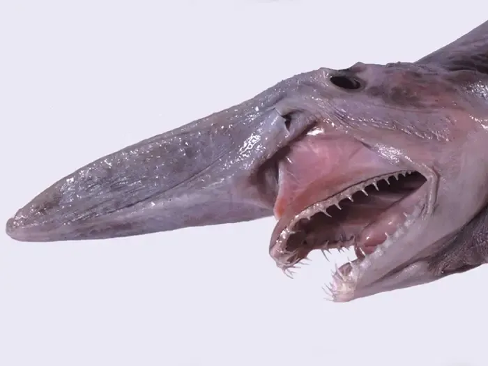 Goblin Sharks are 'Living Fossils' that Look Straight out of a Nightmare