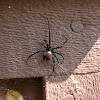 Do Tarantulas Eat Black Widows / What Do Black Widow Spiders Eat Spider Facts Orkin : The blood of a tarantula does not clot, which means they will not stop bleeding once they start.