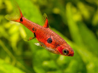 Maculate rasbora