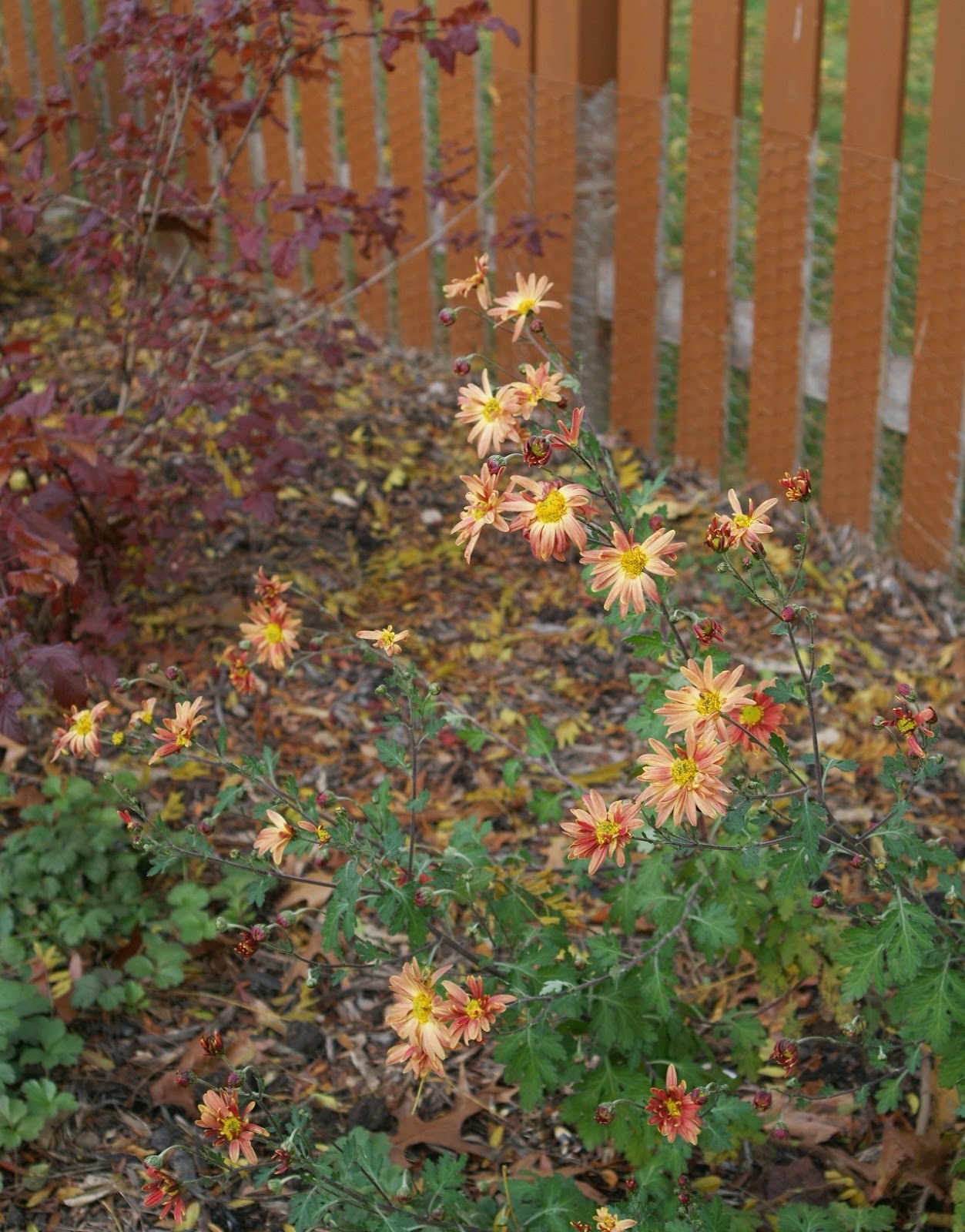 types of flowers chrysanthemum Chrysanthemum 'Glowing Ember' with foliage of Ninebark 'Coppertina  | 1253 x 1600