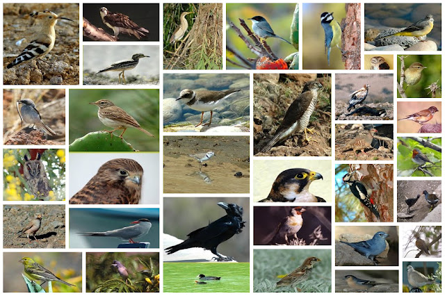 Aves de las Islas Canarias