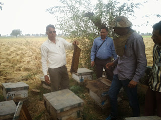 Bee keeping training by ramjuari