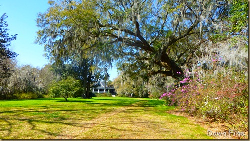 Magnolia Plantation_082