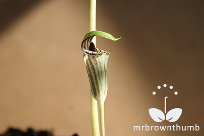 Jack in the Pulpit plant picture side view