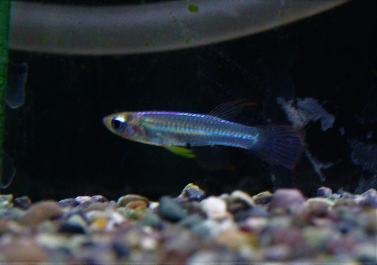 アクアテイク ｅ ブログ 1 11 金 は21時まで営業 熱帯魚 エビ 貝 カメ全品10 ｏｆｆ