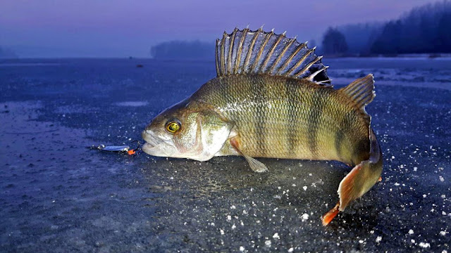 photo of perch caught in winter