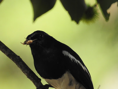 Magpie-robin