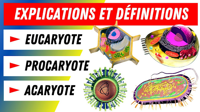Eucaryotes, Procaryotes, Acaryotes: Comment les distinguer?