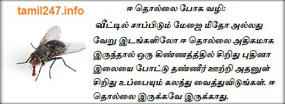 ஈ தொல்லை போக வழி 