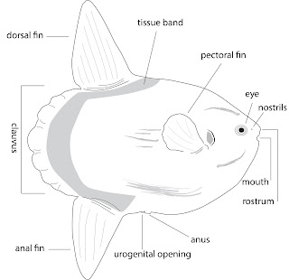 Ikan Matahari , Ikan Raksasa yang Gemar Berjemur Hewan 