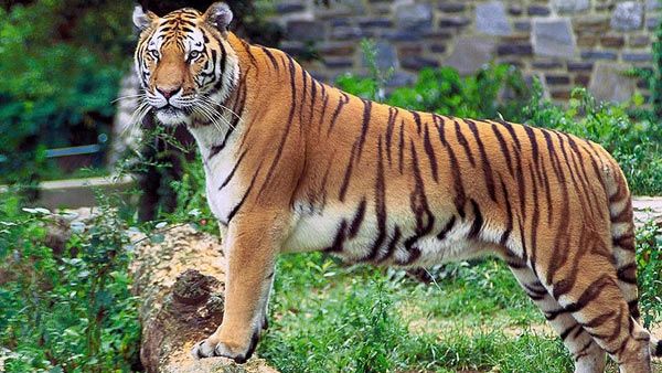 Harimau Benggala di Sundarbans, Bangladesh