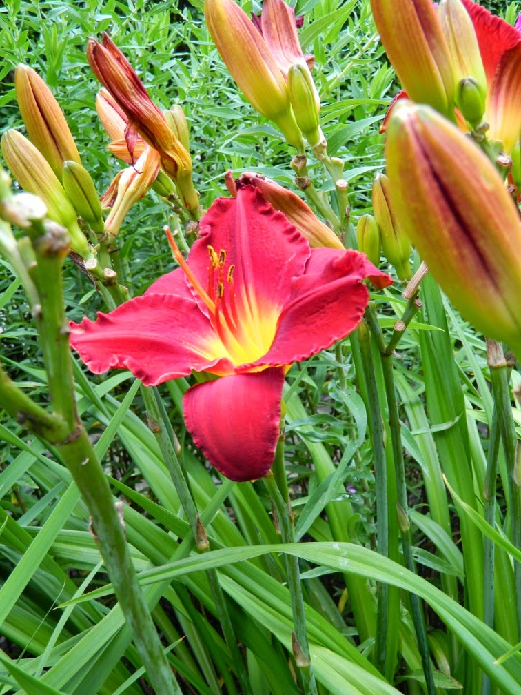 Hemerocallis Chicago Apache daylily by garden muses-not another Toronto gardening blog