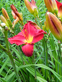 Hemerocallis Chicago Apache daylily by garden muses-not another Toronto gardening blog