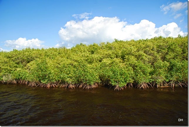 03-14-15 Boat Trip on Peace River Punta Gorda (67)
