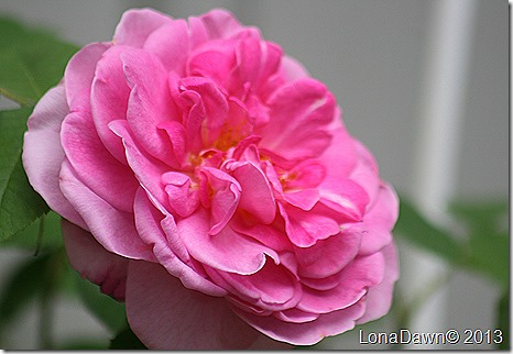 Rose_GertrudeJykll4
