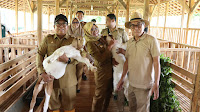 Pj. Gubernur Samsudin Tinjau Peternakan Kambing Burawa dan Berdialog dengan Para Peternak 