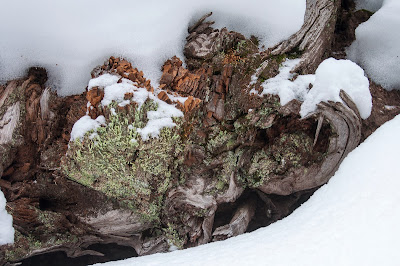 Mayflower Gulch