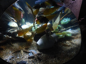 Visite de l'aquarium de Londres