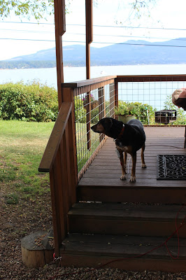 Dog Friendly Sequim Washington