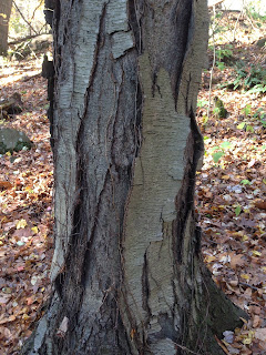 Black Birch Bark Breaking into Plates