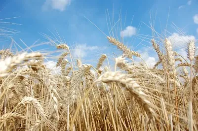 crop