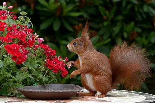 Squirrels Invading 