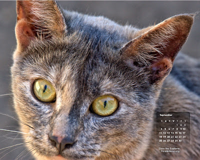 September desktop wallpaper calendar cat - free - Dora. Click for full size, right-click and select save as desktop background