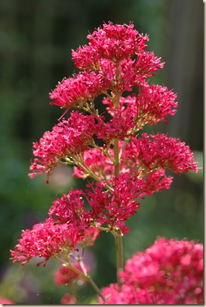 garden 128