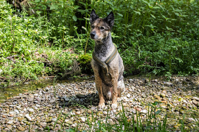 Mudi beim Baden