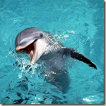 flipper