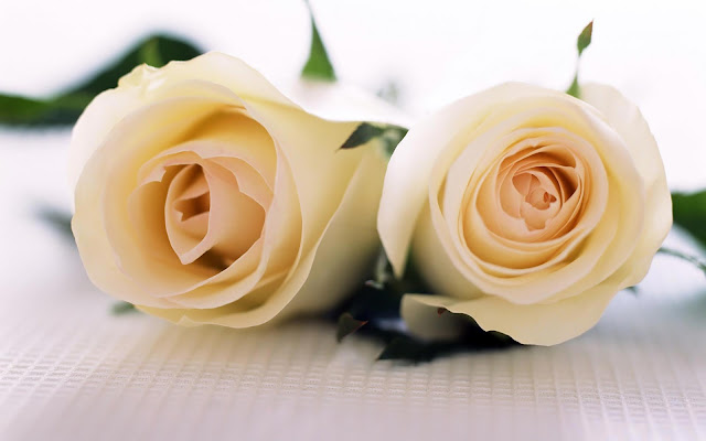 Two White Rose Flower Wallpaper