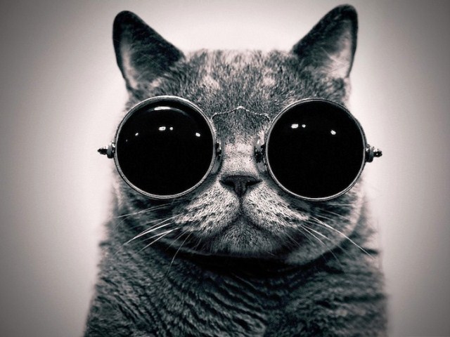 14 Gambar Kucing Pakai Kacamata Lucu Banget